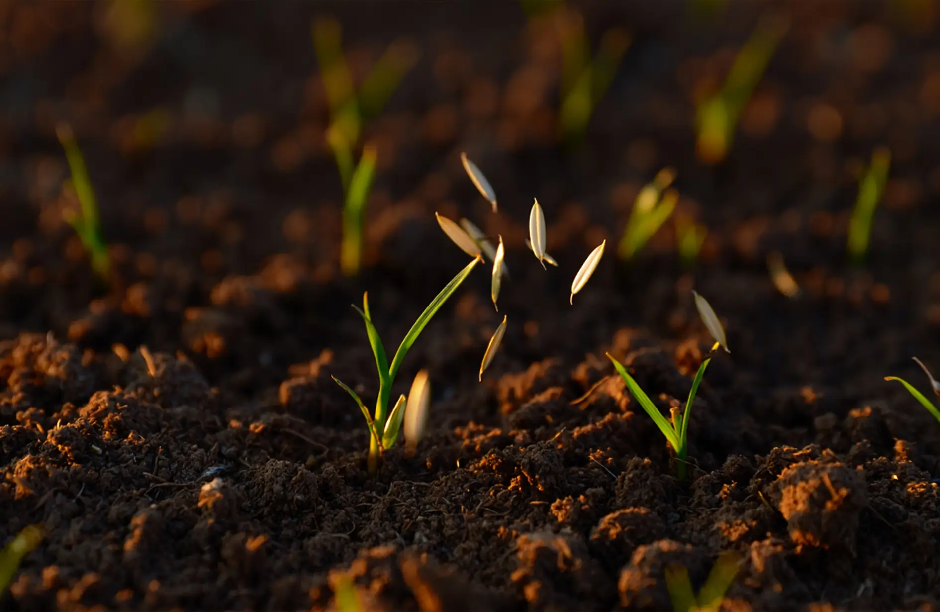 Close-up of new green grass sprouts emerging from dark moist soil with seeds scattered on the surface.