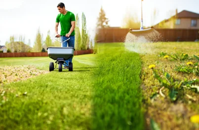 Split view of a man using a fertilizer spreader on a green lawn vs. a patchy yard with yellow dandelions.