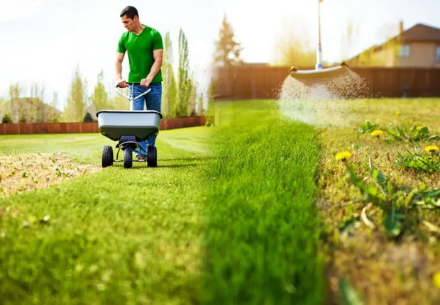 Split view of a man using a fertilizer spreader on a green lawn vs. a patchy yard with yellow dandelions.