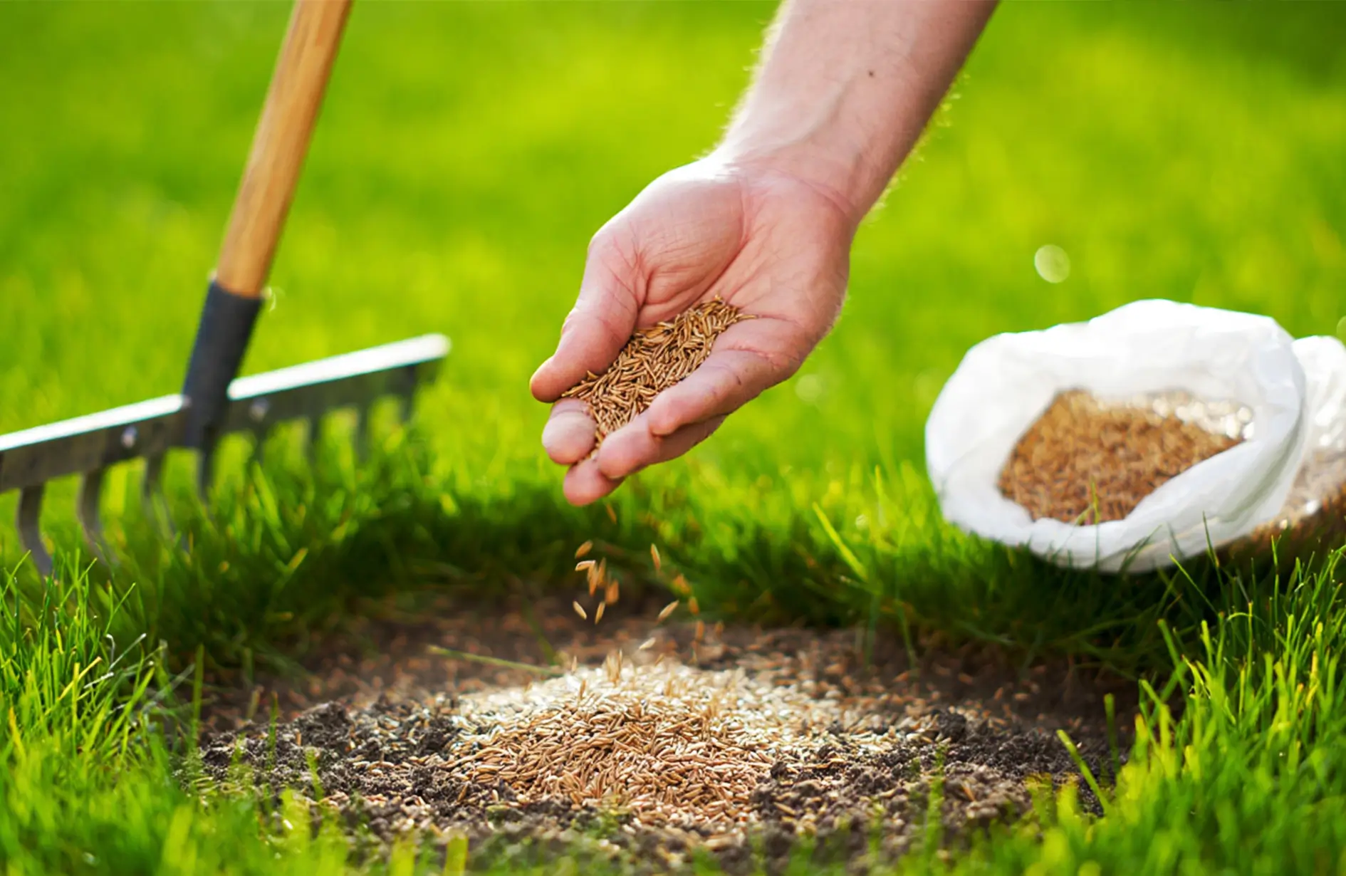 A hand spreading grass seeds over a bare soil patch in a green lawn with a garden rake in the background.
