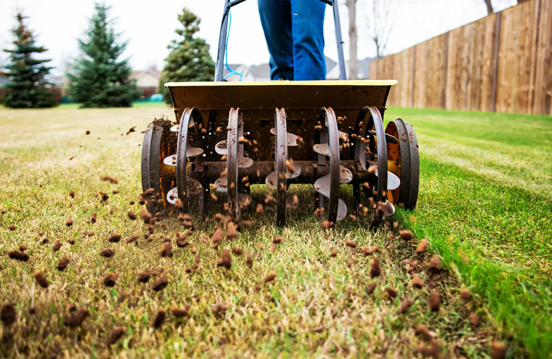 Dethatching machine removing a thick layer of dry grass and thatch from a residential lawn.
